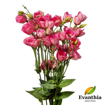 Лизиантус (Эустома) крупноцветковый (Lisianthus grandiflorum)