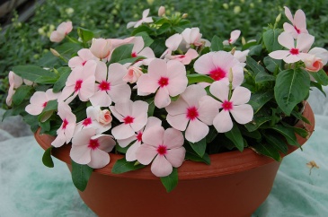 Катарантус розовый ампельный (Vinca rosea)