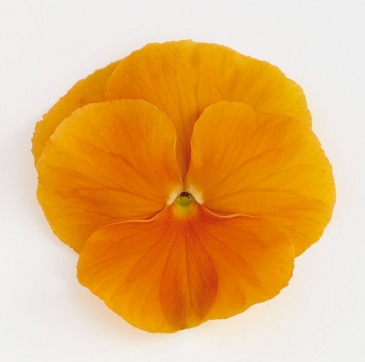 Виола виттрока (Viola wittrockiana)