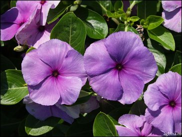 Катарантус розовый (Vinca rosea)