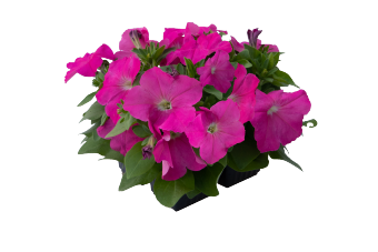 Петуния многоцветковая (генетически компактная) (Petunia multiflora) Петуния многоцветковая (генетически компактная) (Petunia multiflora)