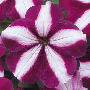Петуния многоцветковая (Petunia multiflora)