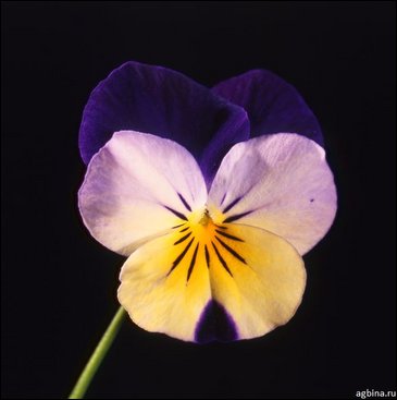 Виола рогатая (Viola cornuta)