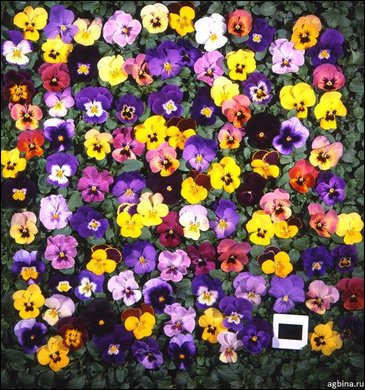 Виола гибридная (Viola wittrockiana x cornuta)