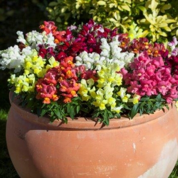 Львиный зев (Антирринум) большой (Antirrhinum majus)