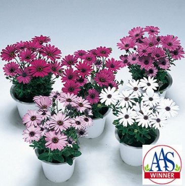 Остеоспермум Эклона (Osteospermum ecklonis)