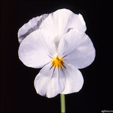 Виола рогатая (Viola cornuta)