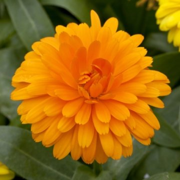 Календула лекарственная (Calendula officinalis)