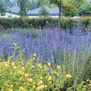 Перовския лебедолистная (Perovskia atriplicifolia)