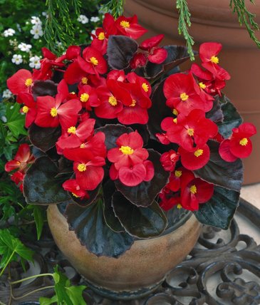 Бегония вечноцветущая (бронзовая листва) (Begonia semperflorens)