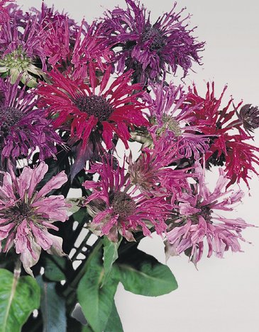 Монарда двойчатая (Monarda didyma)