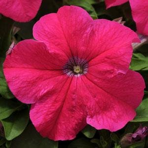 Петуния крупноцветковая (генетически компактная) (Petunia grandiflora)