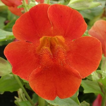 Губастик гибридный (Mimulus x hybrida)
