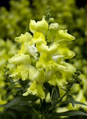Львиный зев (Антирринум) большой (Antirrhinum majus)