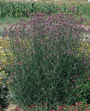 Вербена буэнос-арейская (Verbena bonariensis)