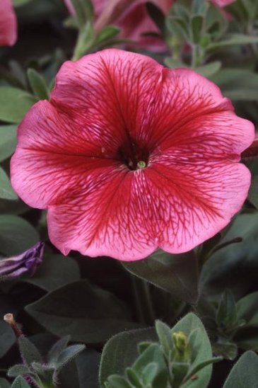Петуния многоцветковая (Petunia multiflora)