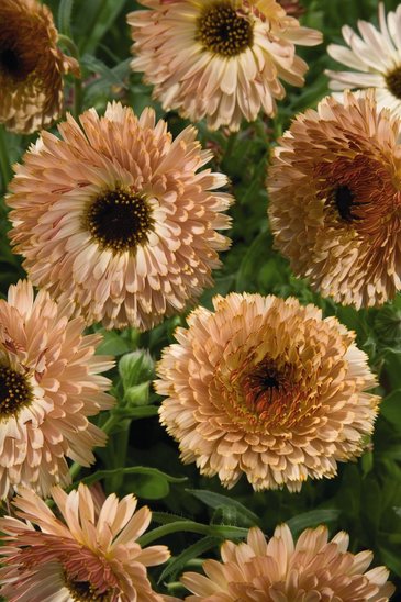 Календула лекарственная (Calendula officinalis)