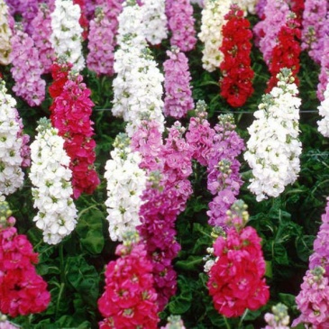 Левкой седой (Matthiola incana)