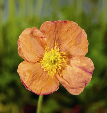 Мак голостебельный (Papaver nudicaule)