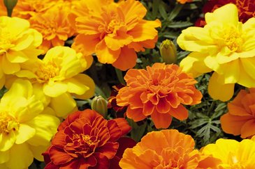 Бархатцы отклоненные (Tagetes patula)