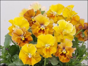 Виола гибридная (Viola wittrockiana x cornuta)