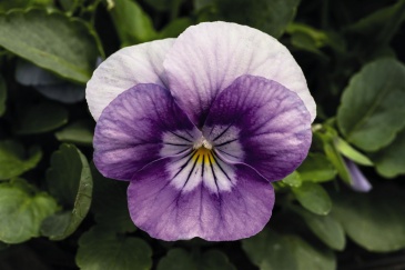 Виола рогатая (Viola cornuta)