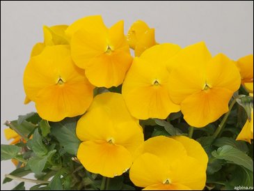 Виола гибридная (Viola wittrockiana x cornuta)