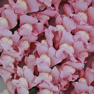 Львиный зев (Антирринум) большой (Antirrhinum majus)