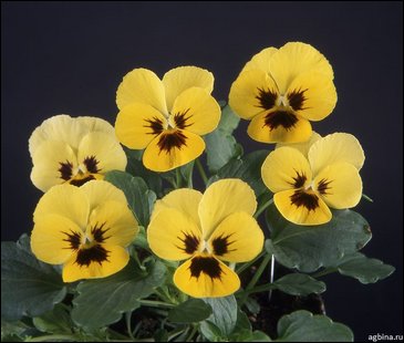 Виола гибридная (Viola wittrockiana x cornuta)