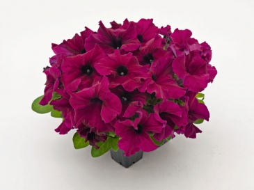 Петуния крупноцветковая (генетически компактная) (Petunia grandiflora)
