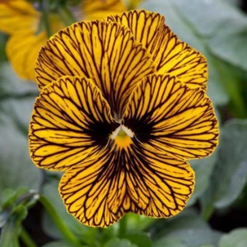 Виола рогатая (Viola cornuta)
