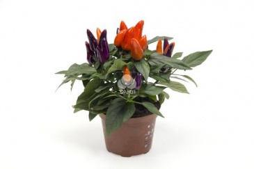 Перец летний (Capsicum annuum)