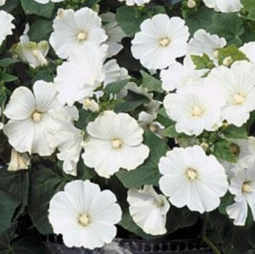 Лаватера трехмесячная (Lavatera trimestris)