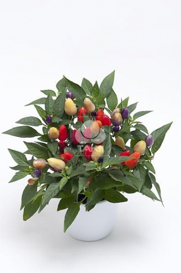 Перец летний (Capsicum annuum)