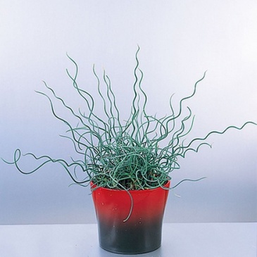 Ситник искривленный (Juncus inflexus)