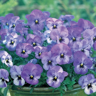 Виола рогатая (Viola cornuta)