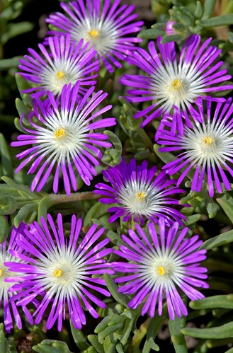 Делосперма обильноцветущая (Delosperma floribundum)