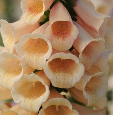 Наперстянка пурпурная (Digitalis purpurea)