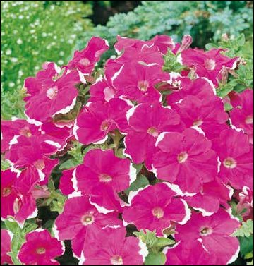 Петуния многоцветковая (Petunia multiflora)