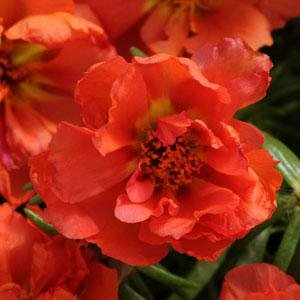Портулак крупноцветковый (Portulaca grandiflora)