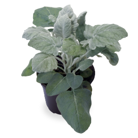 Цинерария приморская (Senecio cineraria)