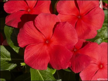 Катарантус розовый (Vinca rosea)