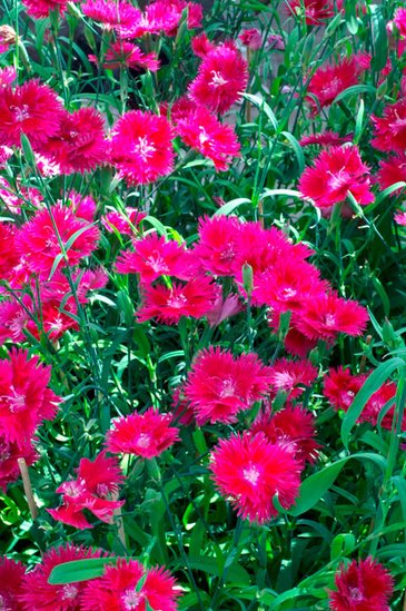 Гвоздика гибридная махровая (Dianthus interspecific)