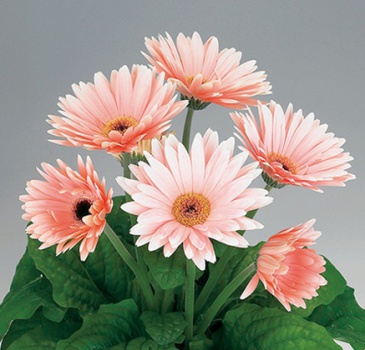 Гербера Джемсона (Gerbera jamesonii)