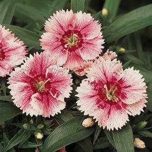 Гвоздика китайская х турецкая (Dianthus chinensis  x barbatus)