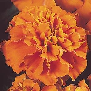 Бархатцы отклоненные (Tagetes patula)