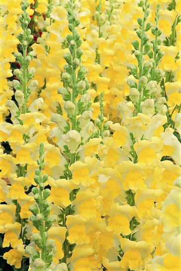 Львиный зев (Антирринум) большой (Antirrhinum majus)