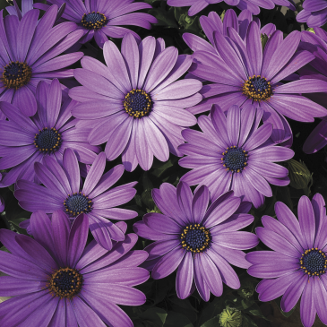 Остеоспермум Эклона (Osteospermum eclonis)