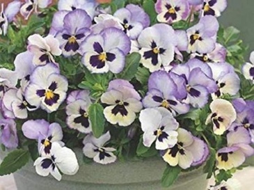 Виола Виттрока ампельная (Viola wittrockiana)