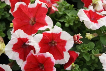 Петуния крупноцветковая (генетически компактная) (Petunia grandiflora)
